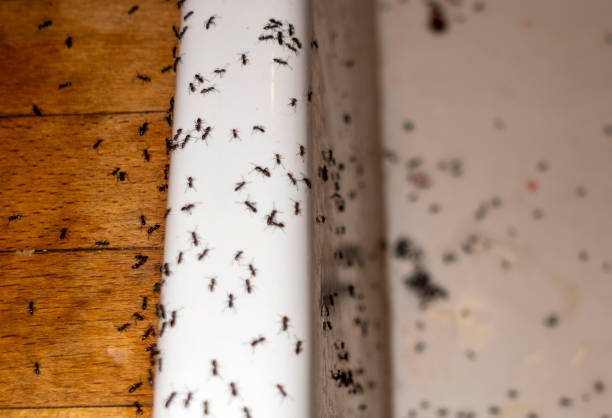 Best Bed Bug Extermination  in Rk Forest Village, PA